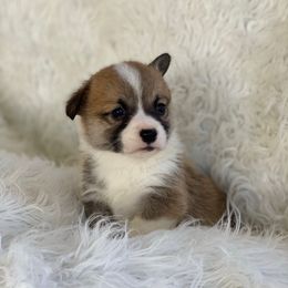 Charlie - Red male Pembroke Welsh Corgi puppy in Morton, Mississippi from Southern Magnolia Corgis