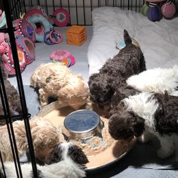 Aussiedoodle and Poodle Puppies from Ohana Companions