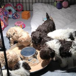 Aussiedoodle and Poodle Puppies from Ohana Companions