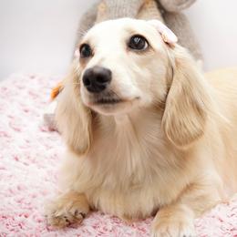 Sparrow - Dachshund