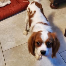 Cavalier King Charles Spaniels from Boullion Barkers