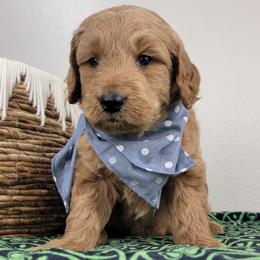 Paddington - Red  male Goldendoodle puppy in Temecula, California from Oodles O'Doodles