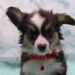 Waylon - Black and tan male American Corgi puppy in Lithia, Florida from Diamondcrest Inc