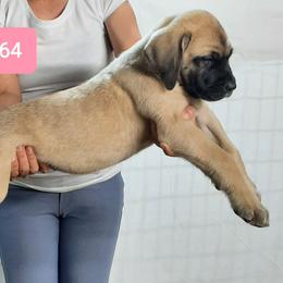 AKC PUP 164 - Fawn female Mastiff puppy in Ava, Missouri from Ozark Mountain Mastiffs