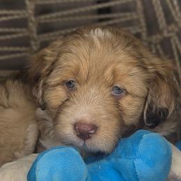 Splash - Red merle male Aussiedoodle puppy in Lincoln, California from Pasta Puppies Doodles
