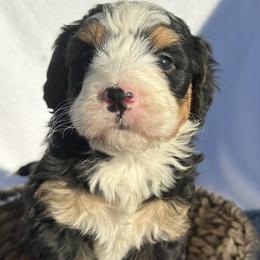 Bear - Tri-color male Bernedoodle puppy in Camden, Michigan from FurEver Friends Finder