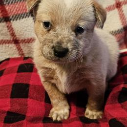 Delta - Red mottled female Australian Cattle Dog puppy in Sneedville, Tennessee from JoAnn's Australian Cattle Dogs
