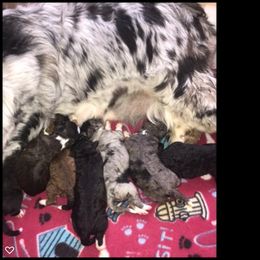 Aussiedoodle and Poodle Puppies from Arena Valley Acres LLC