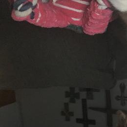 Miniature Australian Shepherd Puppies from SkyBrynn’s Mini Aussies