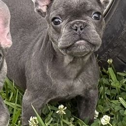 Dallas - Blue male French Bulldog puppy in New Smyrna Beach, Florida from Beachside Boxers and Frenchies