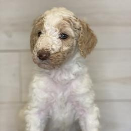 Poodle Puppies from Schrute Farms Standard Poodles