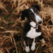Borzoi Puppies from Summerlane Borzoi