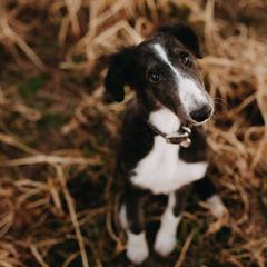 Borzoi Puppies from Summerlane Borzoi