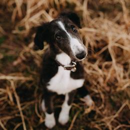 Borzoi Puppies from Summerlane Borzoi