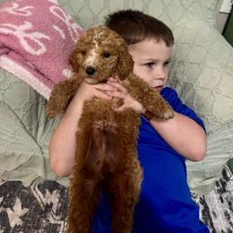 Stripe - Apricot male Goldendoodle puppy in Sanford, Florida from Florida Coast Golden Doodles