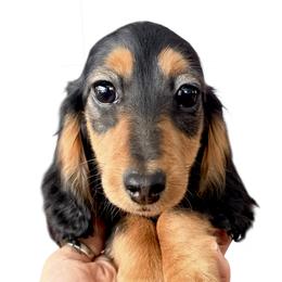 Black and Tam Female - Black and tan female Dachshund puppy in Medina, Ohio from STORIED DOXIES