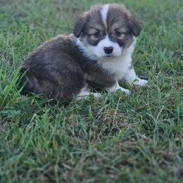 Walker - Sable male Pembroke Welsh Corgi puppy in Orrtanna, Pennsylvania from Mountain Top Shepherd's