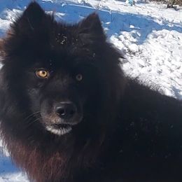 Judge - Siberian Husky