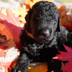 Curly-Coated Retriever Puppies from CHAPARRAL CURLY RETRIEVERS