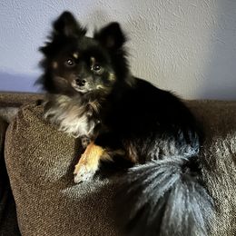 Pomeranians from Regal Poms