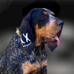 Lighting - Bluetick Coonhound