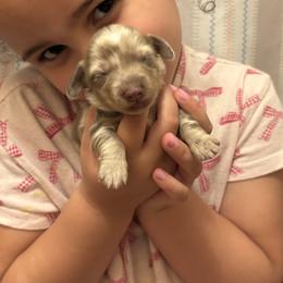 Clover - Dapple female Dachshund puppy in Lufkin, Texas from L & A Dachshunds
