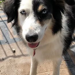 Australian Shepherds from Stover's Australian Shepherd's, LLC
