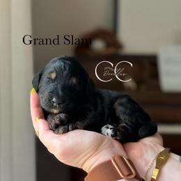 Grand Slam - Tri-color male Bernedoodle puppy in Benton, Arkansas from Cozy Creek Doodles