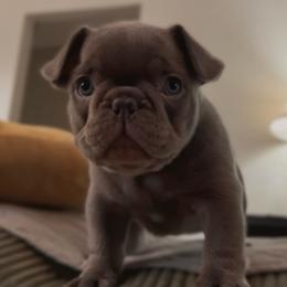 Daphne - Blue female French Bulldog puppy in Spokane, Washington from Lilac City Frenchies
