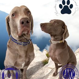 Weimaraner puppies from Meadow Ridge Weims and Danes