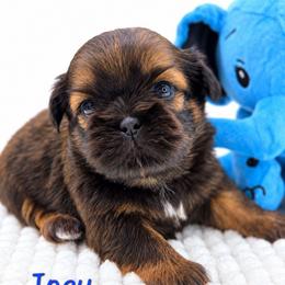 Joey - Black and tan male Shih Tzu puppy in Richmond, Texas from Aleka Shih Tzu