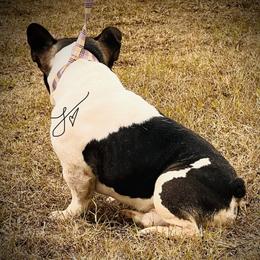 Daunte - French Bulldog
