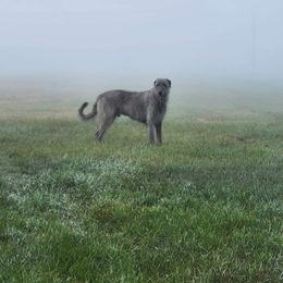 Irish Wolfhound Puppies from Stormborn Irish Wolfhounds
