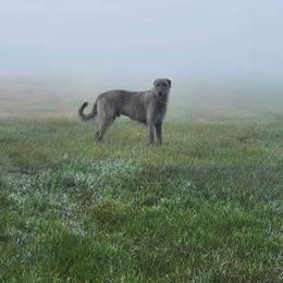Irish Wolfhound Puppies from Stormborn Irish Wolfhounds