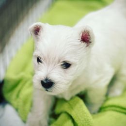 West Highland White Terrier Puppies from Elvador West Highland White Terriers