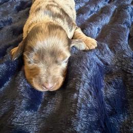 Halls - Dapple female Dachshund puppy in Tonopah, Arizona from Brandie's Dachshunds