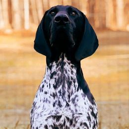 Hank - German Shorthaired Pointer