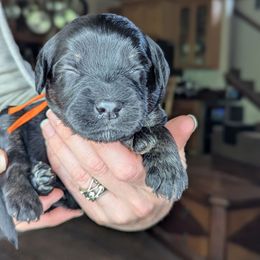 Orange Boy - Black male Whoodle puppy in Kalispell, Montana from Countryman Whoodles