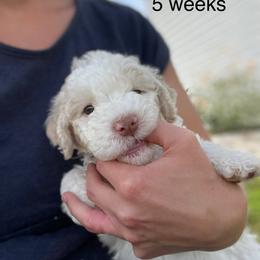 Primrose - White female Lagotto Romagnolo puppy in Minster, Ohio from 1880 Lagotto