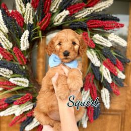 Squirt - Apricot male Goldendoodle puppy in Orangevale, California from Ugly Dad Doodles