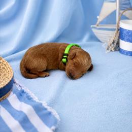 F1B Goldendoodle Bolt - Red  male Goldendoodle puppy in Redding, California from Casa Delarosa Collective Poodles & Doodles