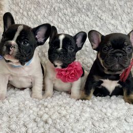 French Bulldog Puppies from GavFam Frenchies