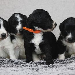 Bernedoodle and Goldendoodle Puppies from Farmer Doodles