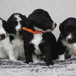 Bernedoodle and Goldendoodle Puppies from Farmer Doodles