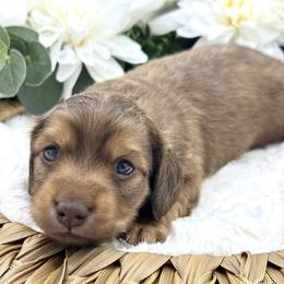 Boone - Chocolate and tan male Dachshund puppy in Exeter, California from Sawtooth Miniature Dachshunds