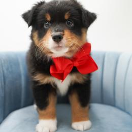 Golden Retriever, Miniature American Shepherd, and Siberian Husky Puppies from HuskiesAndGoldensWithFinesse