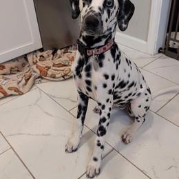 Dalmatian Puppies from Spotted Jewels Dalmatians