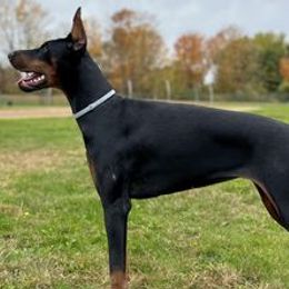 Doberman Pinschers and Rottweilers from House Of The Bold