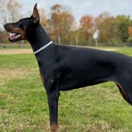 Doberman Pinschers and Rottweilers from House Of The Bold