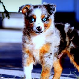 Australian Shepherds and Miniature Australian Shepherds from Lazy D Ranch Australian Shepherds